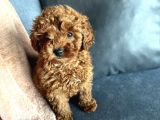 2 Ay 10 gunluk toy poodle