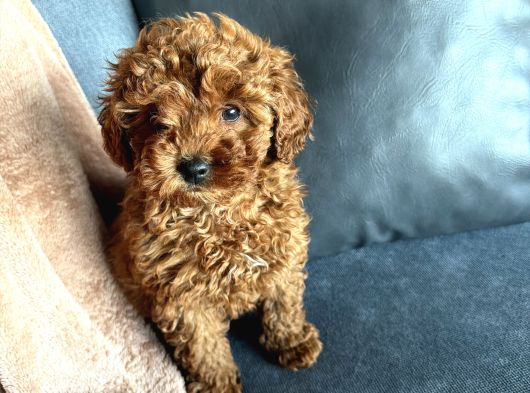 2 Ay 10 Gunluk Toy Poodle