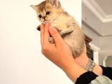 Acill Orj British Shorthair Golden Yavrular