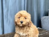 MİNİ BOY MALTİPOO ERKEK YAVRUMUZ