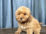 APRİCOT RENK MALTIPOO ERKEK YAVRUMUZ