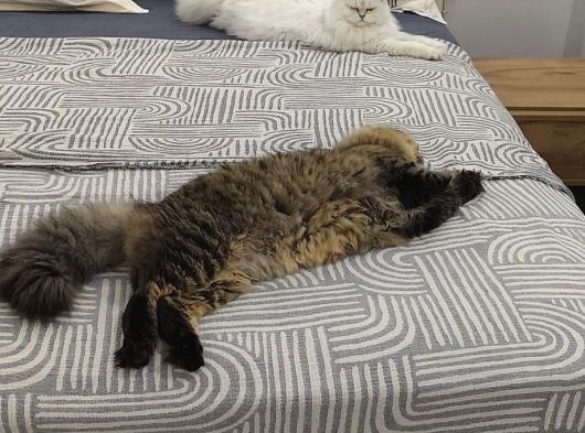 Bri̇ti̇sh Longhai̇r 1 Yaş Di̇şi̇ Ve Erkek görsel