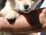 Pomeranian Spitz