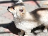 Pomeranian Spitz