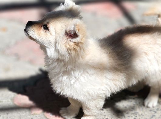 Pomeranian Spitz görsel