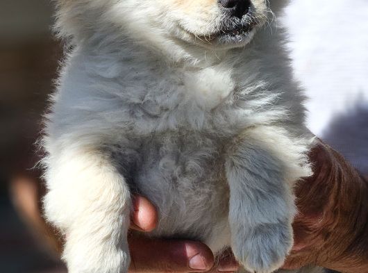 Pomeranian Spitz görsel