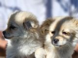 Pomeranian Spitz