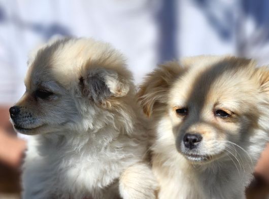 Pomeranian Spitz görsel