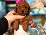Ufak Boy Red Dişi Ve Erkek Toy Poodle