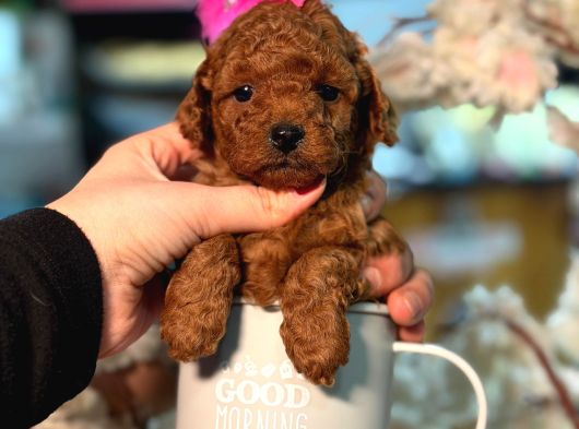 Ufak Boy Red Dişi Ve Erkek Toy Poodle görsel