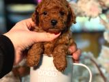 Ufak Boy Red Dişi Ve Erkek Toy Poodle