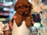 Ufak Boy Red Dişi Ve Erkek Toy Poodle
