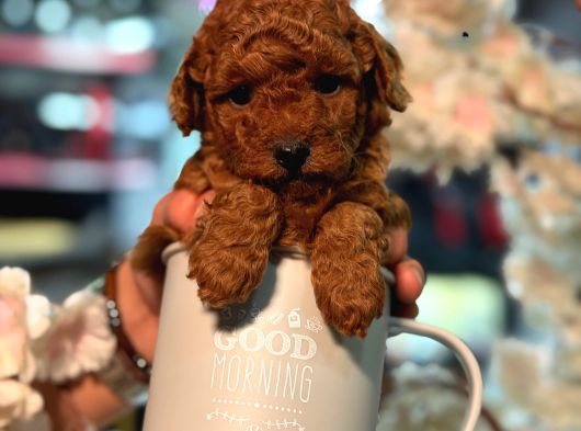 Ufak Boy Red Dişi Ve Erkek Toy Poodle görsel