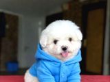 Mağazamızdan Teacup Maltese yavrular