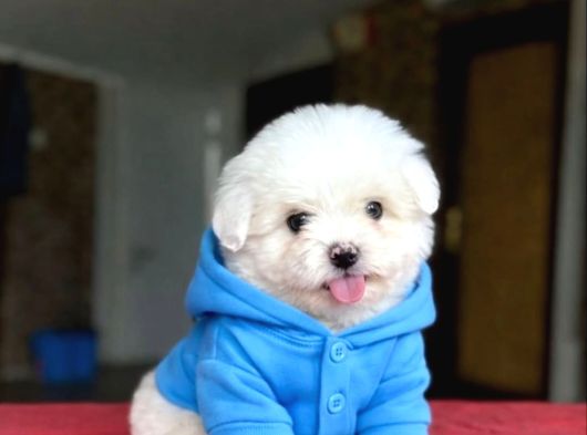 Mağazamızdan Teacup Maltese Yavrular