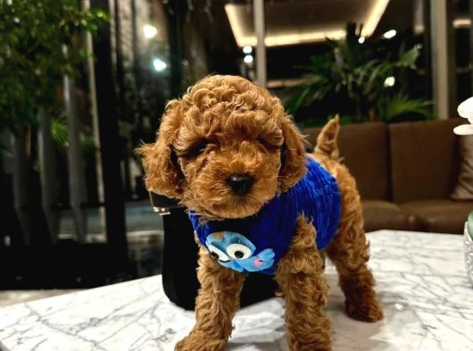 Ufak Boy Red Dişi Ve Erkek Toy Poodle