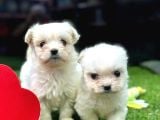Mağazamızdan Teacup Maltese Yavrular