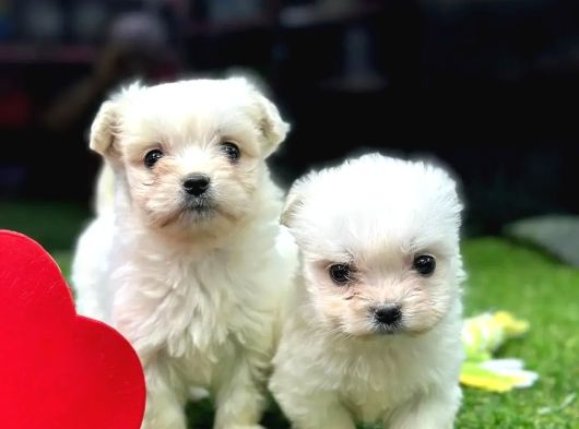 Mağazamızdan Teacup Maltese Yavrular görsel