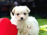 Mağazamızdan Teacup Maltese Yavrular