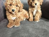 Aşılı Poodle Bebekler