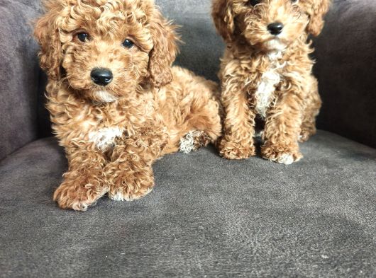 Aşılı Poodle Bebekler görsel