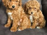Aşılı Poodle Bebekler