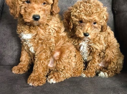 Aşılı Poodle Bebekler görsel