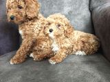 Aşılı Poodle Bebekler