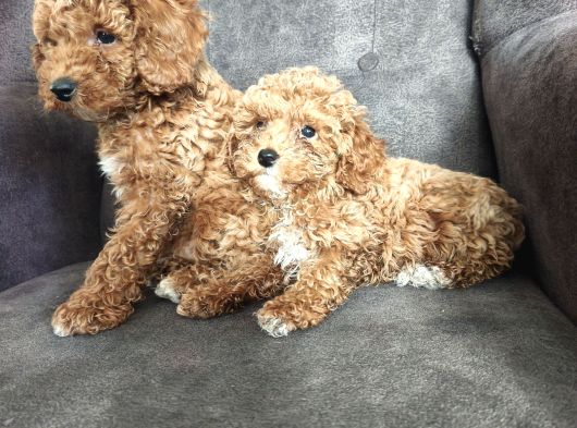Aşılı Poodle Bebekler görsel