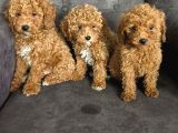 Aşılı Poodle bebekler