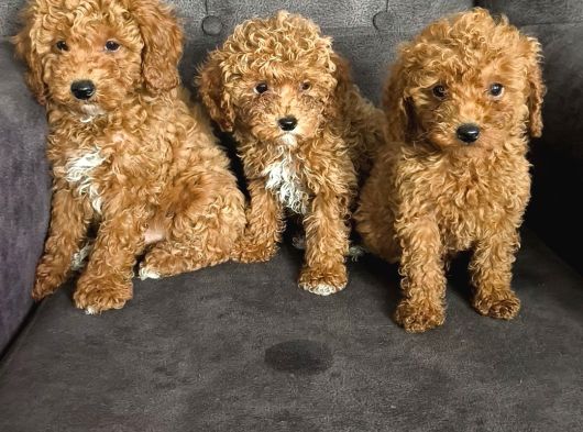 Aşılı Poodle Bebekler