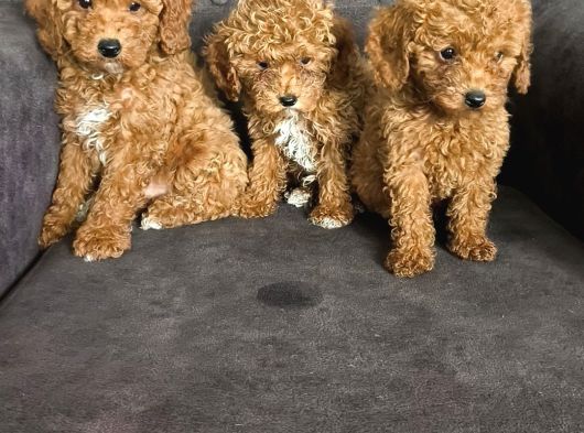 Aşılı Poodle Bebekler görsel