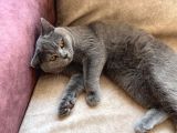 6 Aylık Erkek British Shorthair
