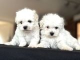 Kore Maltesterier Teacup