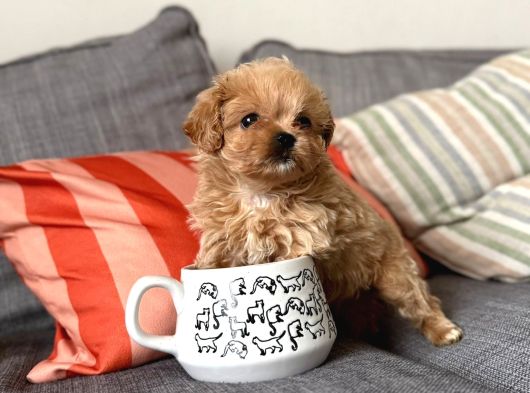 F1B Efsane Poodle Ayarinda Matipo
