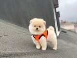 Ankaranın Pomeranian Merkezi Herkesi Bekleriz