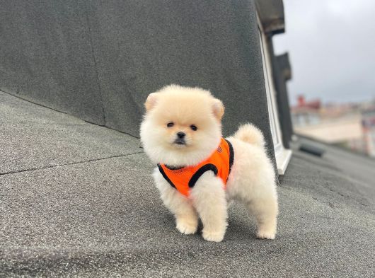 Ankaranın Pomeranian Merkezi Herkesi Bekleriz görsel