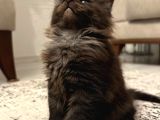 Anlarada Yasal Ruhsatlı Çiftlikden Sçr Li Maine Coon Yavrula