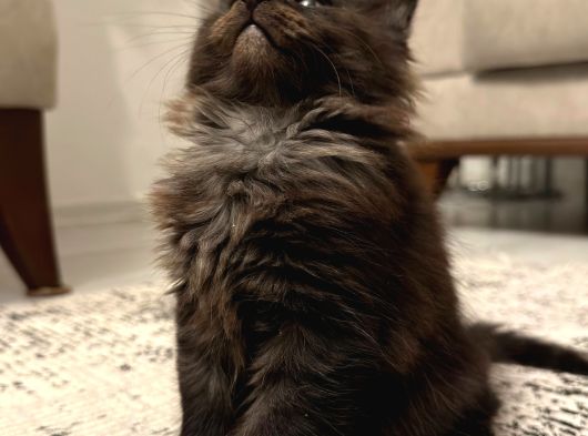 Anlarada Yasal Ruhsatlı Çiftlikden Sçr Li Maine Coon Yavrula görsel