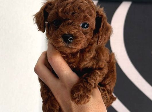 Toy Poodle Sevi̇mli̇ Yavrular Ev Üreti̇mi̇ görsel
