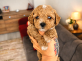 F1B Efsane Poodle Ayarinda Matipo