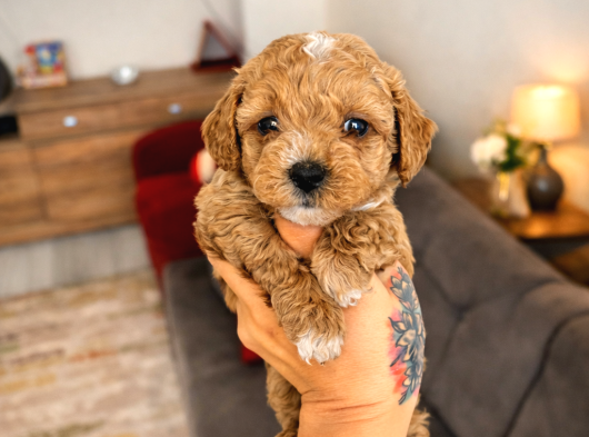 F1B Efsane Poodle Ayarinda Matipo görsel