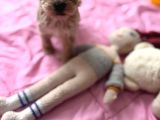Fb1 Poodle Ayarinda Efsane Maltipoo