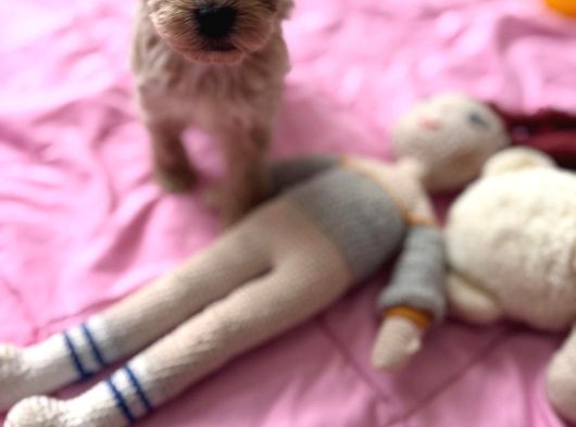 Fb1 Poodle Ayarinda Efsane Maltipoo görsel