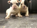 Fransız Bulldog Yavrularımız