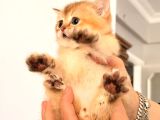 Acill Orj British Shorthair Golden Yavrular