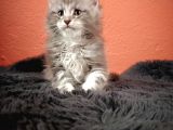 Anlarada yasal ruhsatlı çiftlikden sçr li maine Coon yavrula