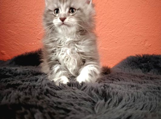 Anlarada Yasal Ruhsatlı Çiftlikden Sçr Li Maine Coon Yavrula