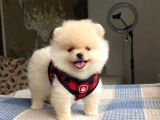 Ankaranın Pomeranian Merkezi Herkesi Bekleriz