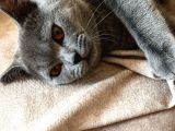 6 Aylık Erkek British Shorthair